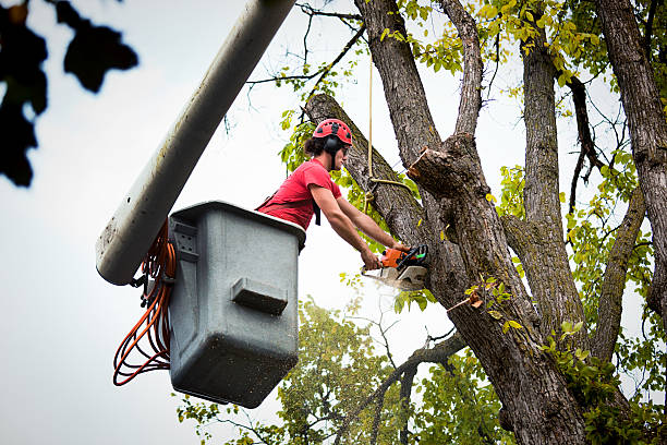 Trusted Tatum, TX Tree Service Experts